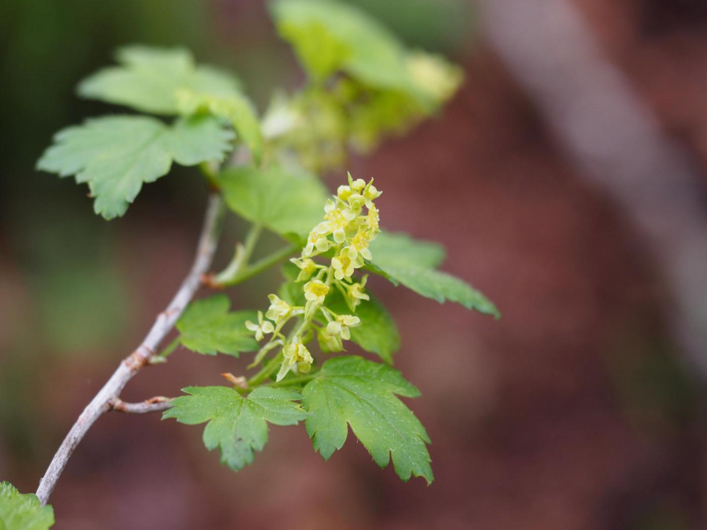 Currant, Rock Red flower